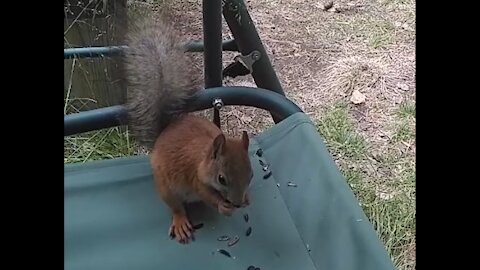 Squirrel eats seeds