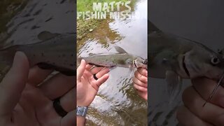 Creek fishing bass and catfish (short version)
