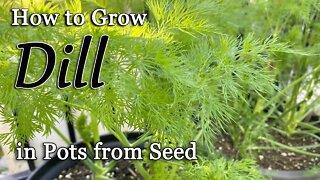 How to Grow Dill from Seed in Pots🌿
