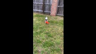 Princess prances with orange cone