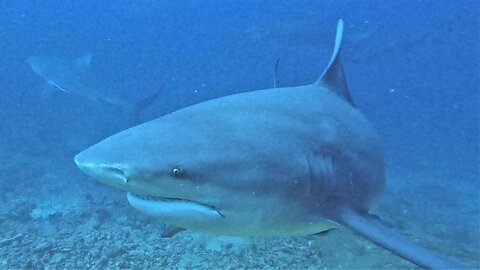 Hungry bull sharks gather quickly when bait bucket appears