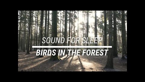 Sound for sleep Birds in the Forest 3 hours