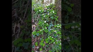 Primrose, wood-sorrel and viola