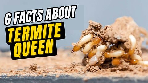Amazing Facts About the Mighty Termite Queen