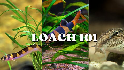 Unveiling the Secret Lives of Freshwater Loaches: Everything You Need to Know!