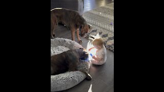 Boxers and Baby Playtime