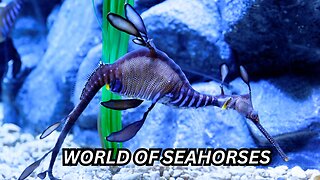 Secrets of the Sea Hidden World of Seahorses