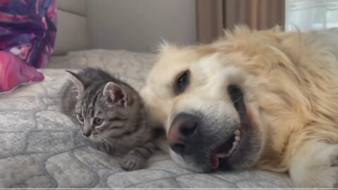 Golden Retriever and Baby Kitten fall asleep together for the First Time