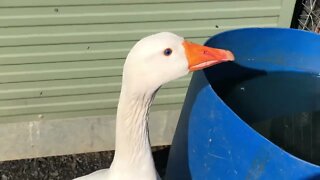 Male goose escapes enclosure and misses his mate