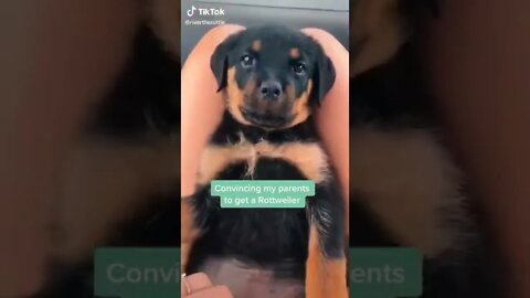 Convincing My Parents To Get A Rottweiler I TikTok