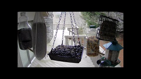 Live Bird Feeder in Asheville NC. In the mountains. Aug. 2021