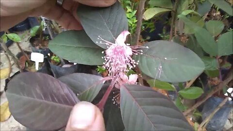 frutíferas produzindo em vasos goiaba roxa jambo uvaia maçã grumixama a venda em Niterói RJ