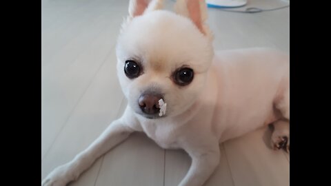 dog eating candy