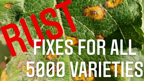 LEAF RUST 101! PREVENTION & TREATMENT FOR ALL 5000 VARIETIES | Gardening in Canada