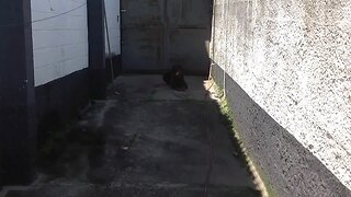 Adestramento Obediência Básica rottweiler