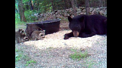 Raccoon mom & babies snack together with wild black bear