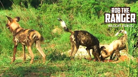 Painted Wolves With An Impala | Archive Footage