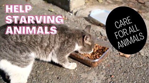 FEEDING A BEAUTIFUL HUNGRY STRAY CAT