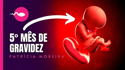 5 MESES DE GRAVIDEZ | Semanas 17, 18, 19, 20, 21