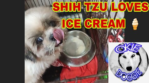 SHIH TZU LOVES ICE CREAM