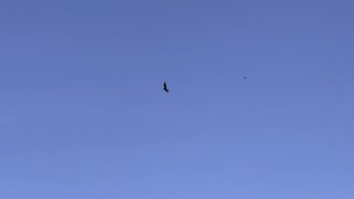 Black bird chasing a crow?