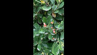 Red Bead flowers