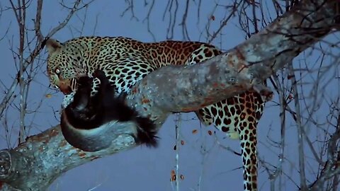 Jaguar kills African honey badgers