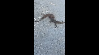 Lizard wrestling