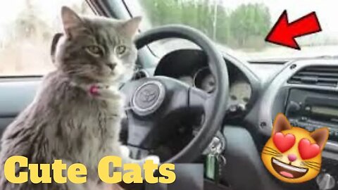 💥Cutest Cats Weekly LOL😂🙃 of 2019 | Funny Animal Videos😻🔥👌