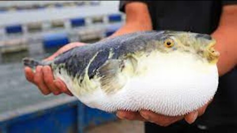 Japanese Puffer Fish Farm - Amazing FUGU Fish Farming in Japan