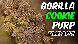Watching FULL GROW SEED TO HARVEST CANNABIS in GROW TENT at HOME sp3000 LED Light Mars Hydro