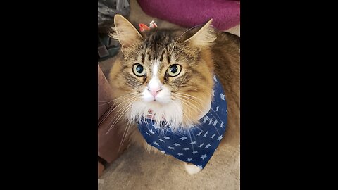Happy Memorial Day From Petunia (Featuring Petunia The Norwegian Forest Cat)