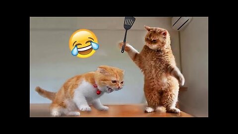 So Cute Adorable and Funny Cat Fancy Compilation