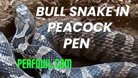 Bull Snake In Peacock Pen, Peacock Minute, peafowl.com
