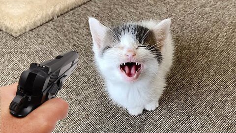 OMG!!! 🤣 Please Help I'm Dying Watching These Funniest Cats - Funny Cats Life