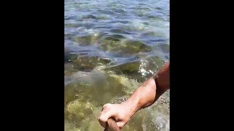 Shark hunting the shallows for rays and Turtles in deep sea of Austin