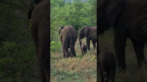 Kruger National Park Sightings Today 23/11/21 (Lions, Elephant, etc) | #shorts