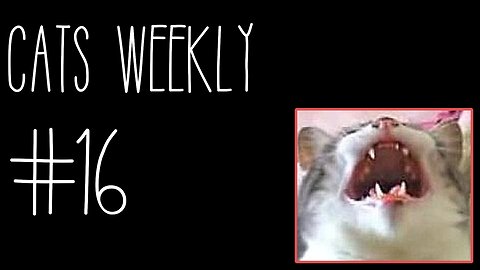 Cats Weekly (#16) – Release The Kitties
