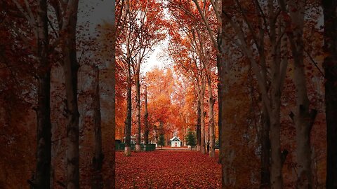 “Cozy autumn space” Enjoy relaxing music, quiet meditation music, peaceful autumn music