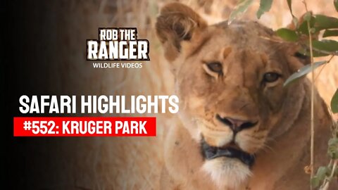 Safari Highlights #552: 20 & 21 August 2020 | Kruger National Park | Latest Wildlife Sightings