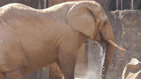 African Elephant【Tama Zoological Park in Tokyo , Japan】