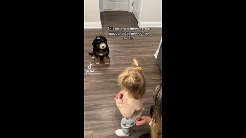 PUPPY MEETS LITTLE GIRL FOR THE FIRST TIME