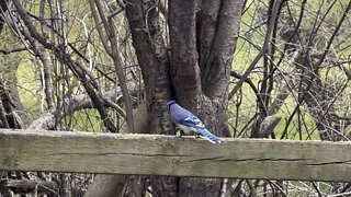 Blue Jay stopped by