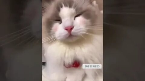cute cat videos 😹 funny videos 😂 1054😻