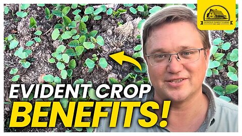 Cover Crops Benefit Next Seasons Performance: 8 Days after planting