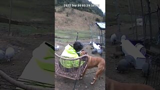 A dog and his owner caught on security camera