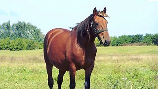 - COMO ENCONTRAR VÁRIOS VÍDEOS DE #cavalosdepotencia