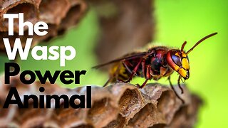 The Wasp Power Animal