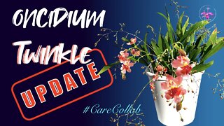 Oncidium Twinkle | #CareCollab UPDATE | Are they EASY? Rewarding? WORTH growing? Let's be HONEST 😁