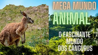 O Fascinante Mundo dos Cangurus